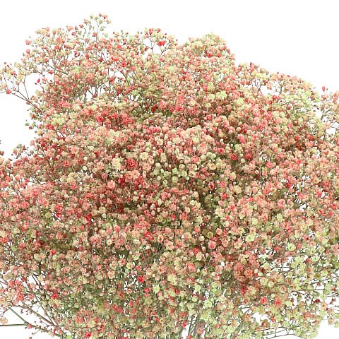 GYPSOPHILA DYED SOUR PATCH