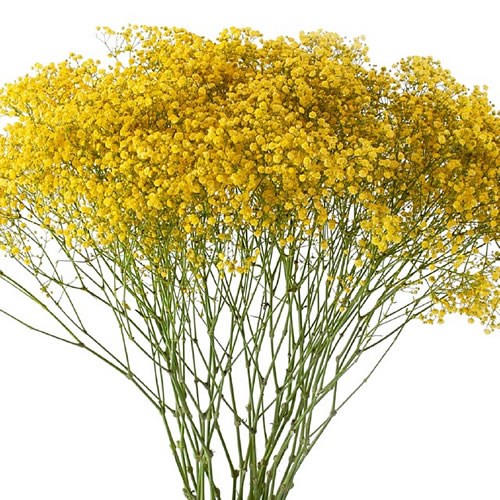 GYPSOPHILA DYED YELLOW