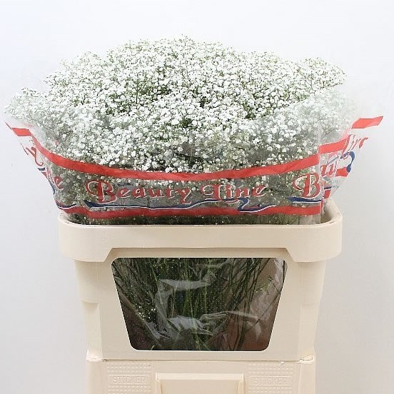 GYPSOPHILA GALAXY MILLION STAR