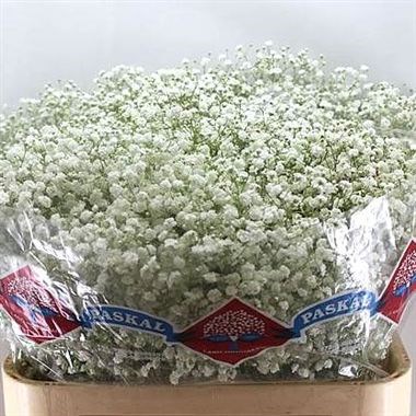 GYPSOPHILA HORA