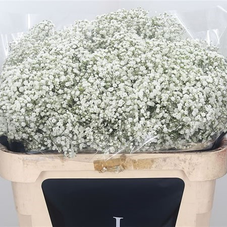 GYPSOPHILA MILLION CLOUDS