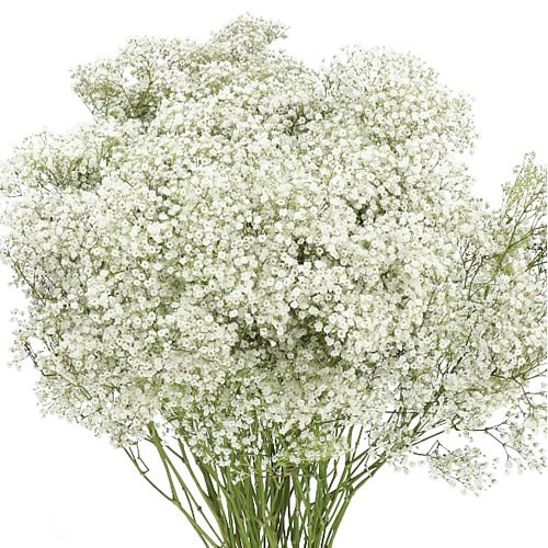 GYPSOPHILA MILLION STAR