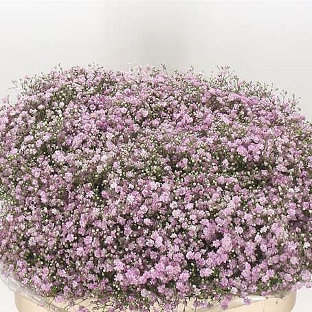 GYPSOPHILA MY PINK