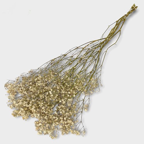 Gypsophila Natural (Dried)