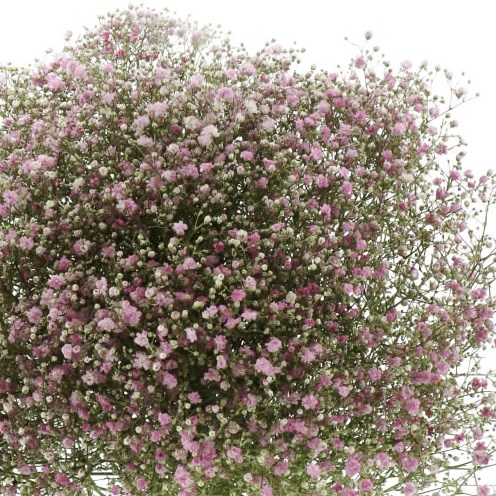 GYPSOPHILA PINK HAZE
