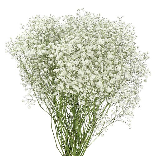 GYPSOPHILA POLAR BEAR