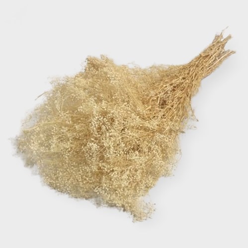 Gypsophila Preserved & Bleached
