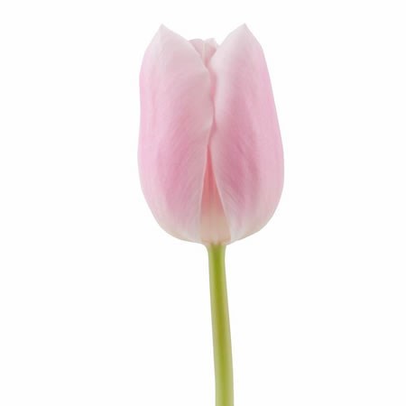 Tulips Gabrielle