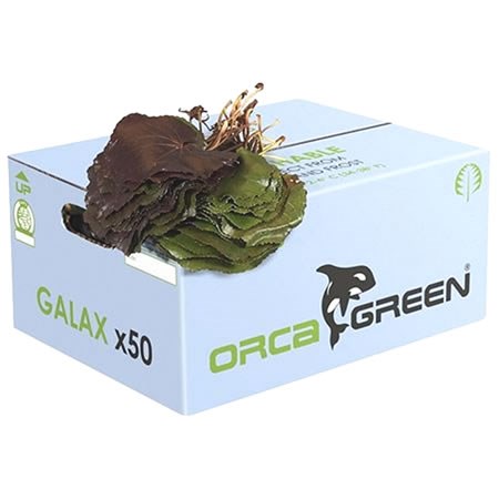 Galax Leaves (Orca)