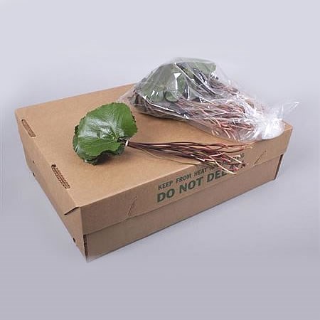 Galax Leaves Super
