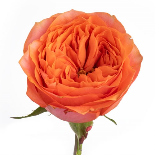 Rose Garden Orbit