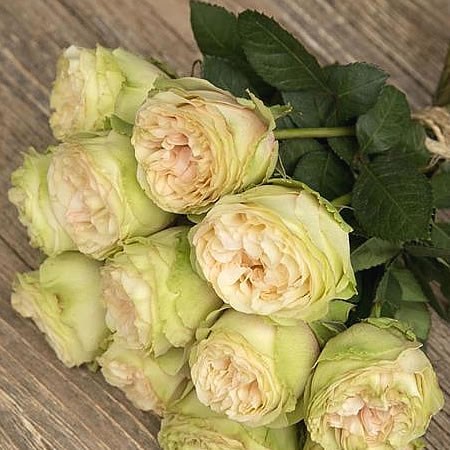 Rose Mayra's Green