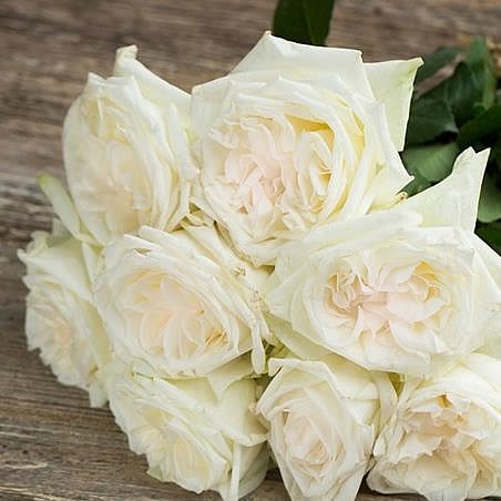 Rose White O'Hara (White/Blush Pink)