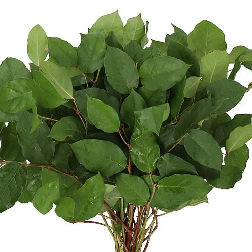 Gaultheria Salal Tips