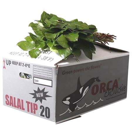 Gaultheria Salal Tips (Orca Exclusive)