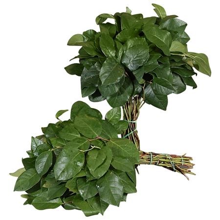 Gaultheria Salal Tips (Bulk Pack)