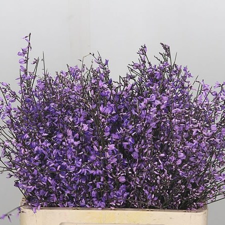 Genista Dyed Lilac
