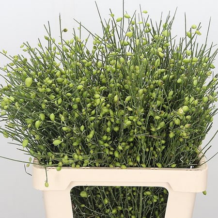 Genista Green