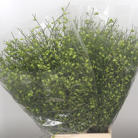 Genista Green
