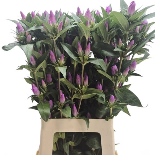 Gentiana Autumn Pink Ashiro