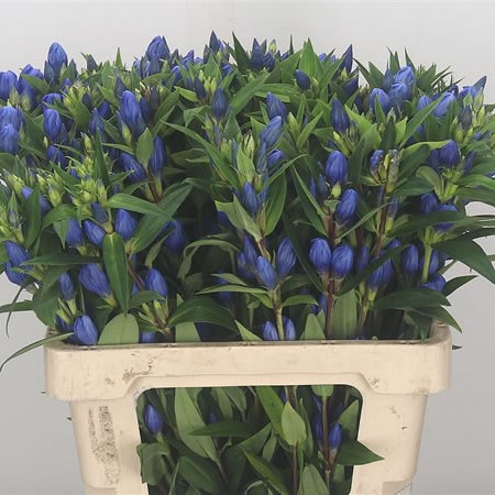 Gentiana Blue