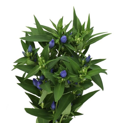 Gentiana Dark Blue Sky