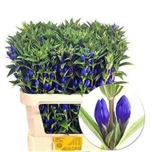 Gentiana Dark Blue Sky