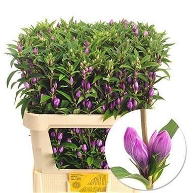 Gentiana Pink Sky