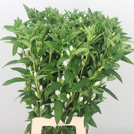 Gentiana White Sky