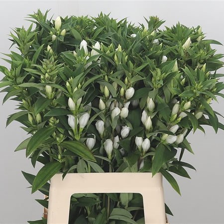 Gentiana White Sky