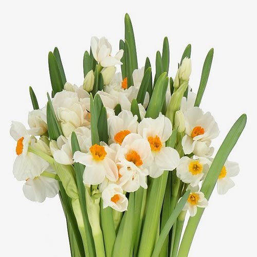 Narcissus - Geranium