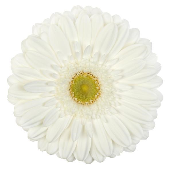Gerbera Abe