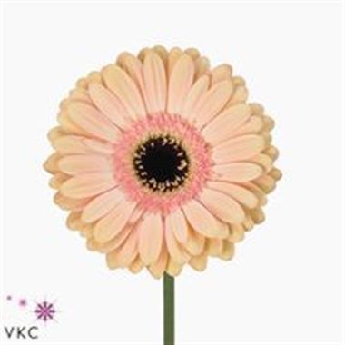 Gerbera Alliance