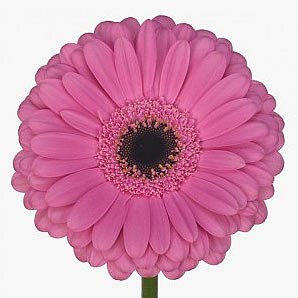 Gerbera Alydia