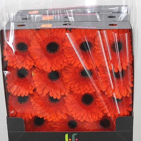 Gerbera Amira