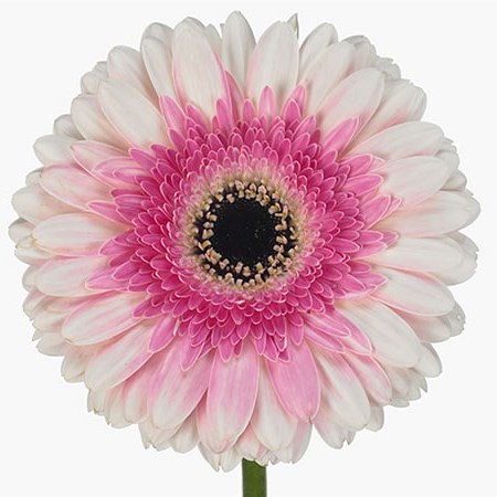 Gerbera Artist
