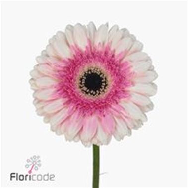 Gerbera artist