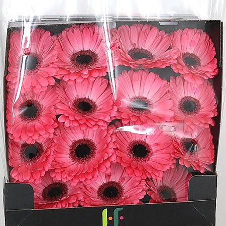 Gerbera Avenue