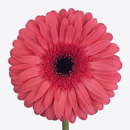 Gerbera Bubblegum