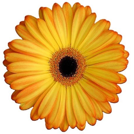 Gerbera Catwalk