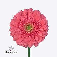 Gerbera Cher