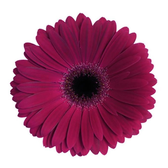 Gerbera Clasico