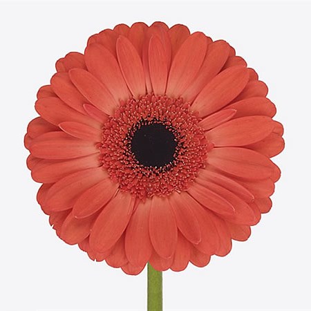 Gerbera Colima