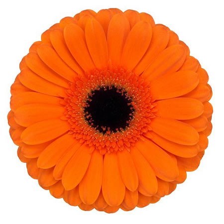 Gerbera Contigo
