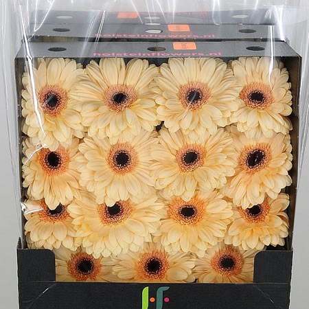 Gerbera Cream Eye