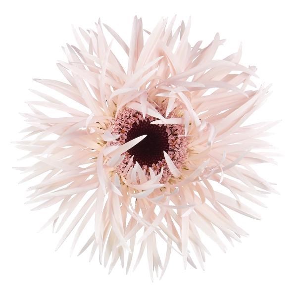 Gerbera | Wholesale Flowers UK | Wedding Flowers | Triangle Nursery