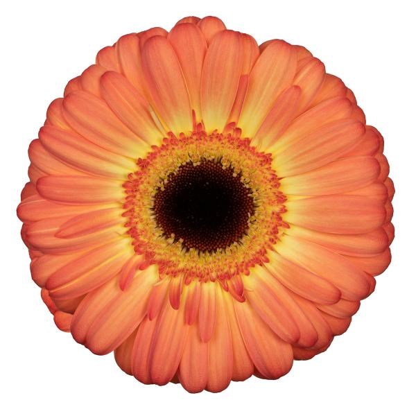 Gerbera Dino