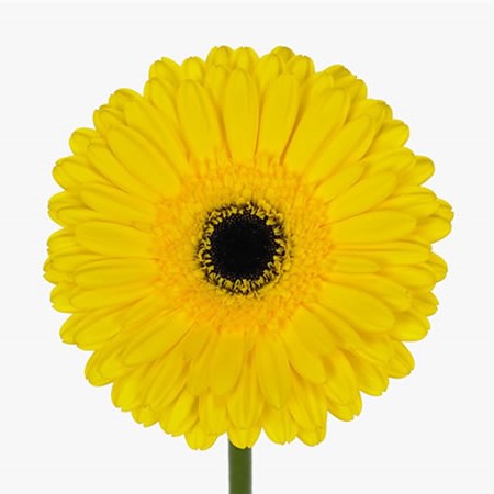 Gerbera Don Leo