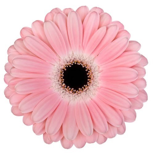 Gerbera Dulcie
