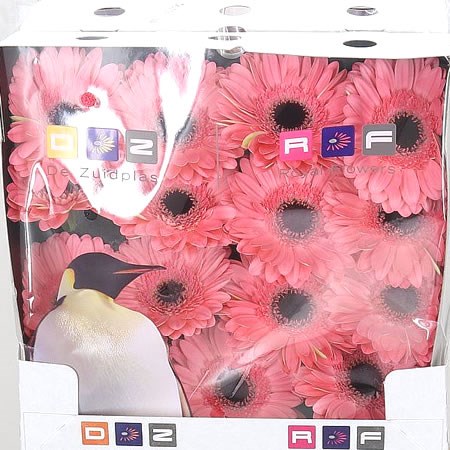 Gerbera Dutch Diva